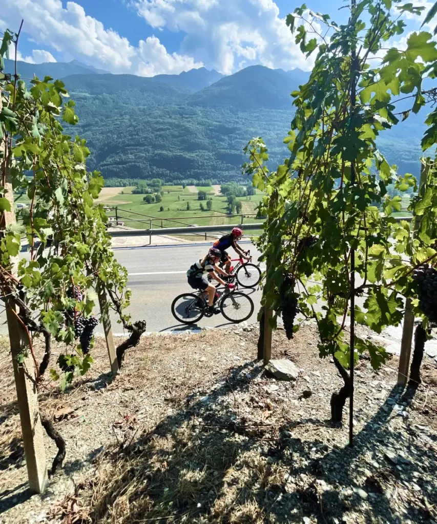 Couple cycling side by side between grapevines on a sunny day in Valtellina