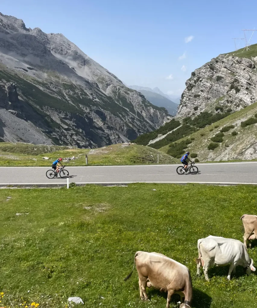 Cyclists riding past grazing cows on the scenic slopes of the Stelvio Pass