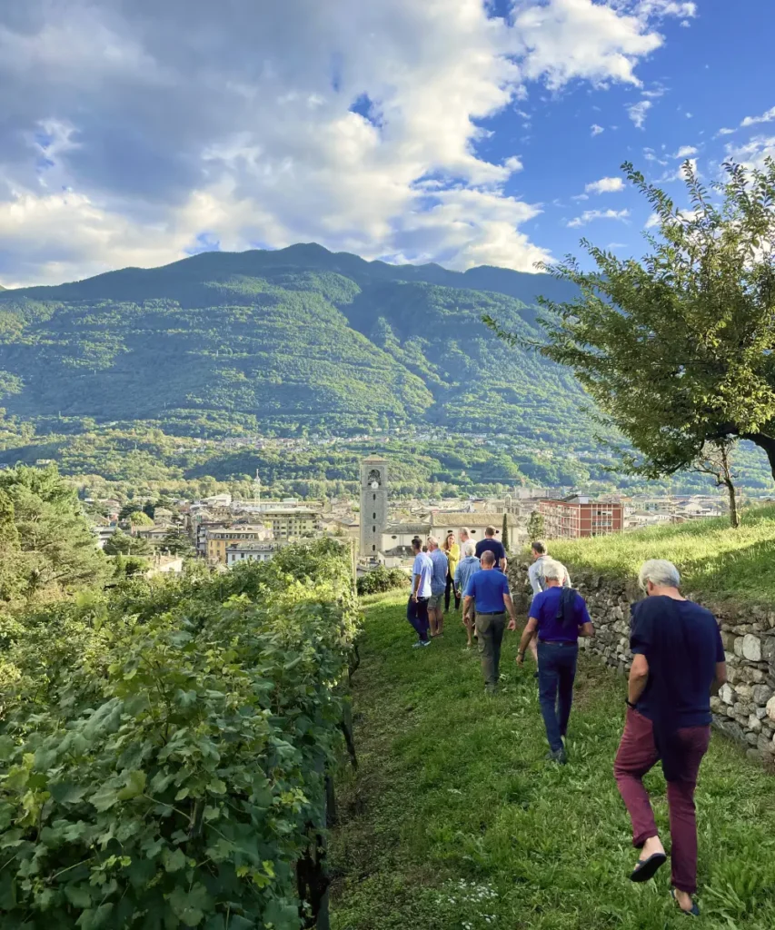Group walking through vineyard paths overlooking the town of Sondrio in Valtellina