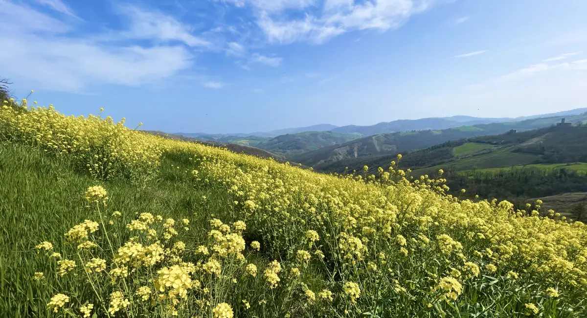Rolling green hills and wildflowers in the Canossa countryside, Emilia-Romagna